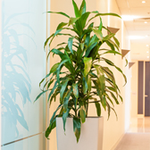 Office Plant Hire Melbourne